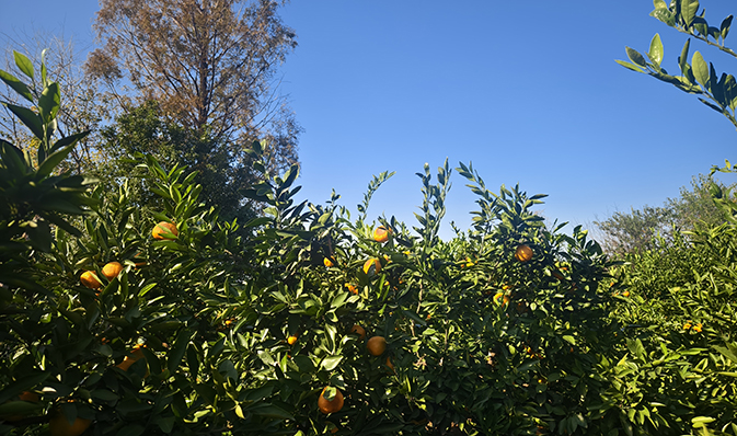 橘林探險，尋味金秋——記凱迪正大2025年度秋季團建活動